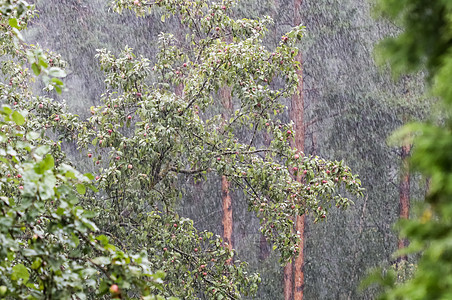 夏日苹果树和松林背景下的花园大雨图片