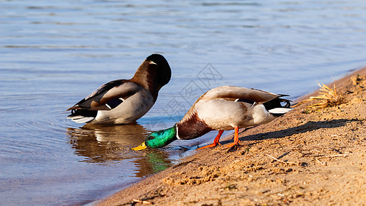 两个德雷克 马拉德鸭在湖岸上脖子季节野生动物羽毛反射翅膀男性晴天植物池塘图片