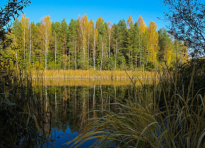 在阳光明媚的日子里 秋天的森林有一个美丽的湖 明亮的五颜六色的树木倒映在平静的湖水中绿色季节天空场景反射自然荒野环境公园木头图片