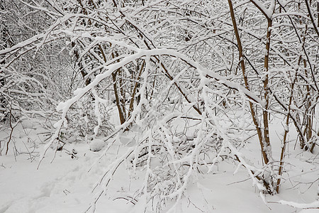 许多薄的树枝覆盖着毛状白雪 美丽的冬季雪林松树场景森林木头自然树木公园天空环境天气图片