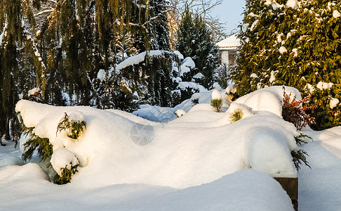 在阳光明媚的一天 冬季花园上布满厚厚层白毛雪 自然冬天背景季节天气公园植物学森林晴天气象植物群针叶植物图片