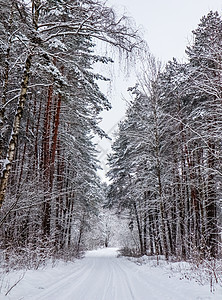 冬季雪林 有美丽的松树干和铺满大路的雪图片