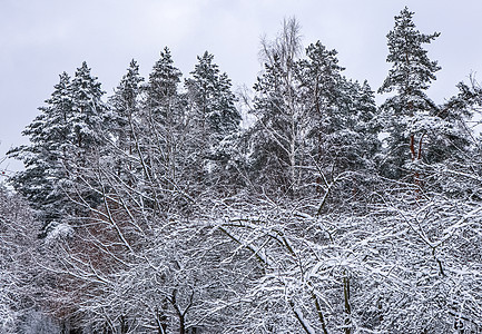 美丽的冬季森林 有雪树 许多薄的树枝被白雪覆盖松树分支机构公园场景树木木头气象季节途径小路图片