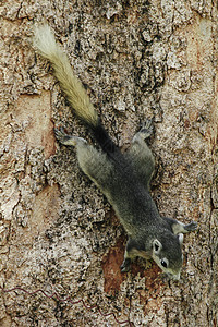在公园的树林里爬松鼠和玩耍 到处可见 无处不在荒野晴天森林花园尾巴害虫木头动物野生动物叶子图片