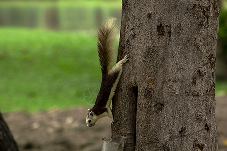 在公园的树林里爬松鼠和玩耍 到处可见 无处不在森林松鼠荒野热带树干尾巴花园毛皮植物叶子图片