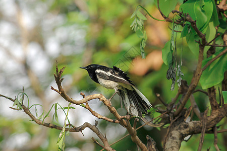 经常在树枝上发现东方的岩浆罗宾热带鸣禽动物群动物观鸟女性森林阳光鸟类荒野图片