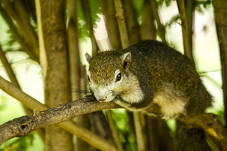 在花园的树上发现的松鼠木头荒野热带晴天害虫植物野生动物森林尾巴头发图片
