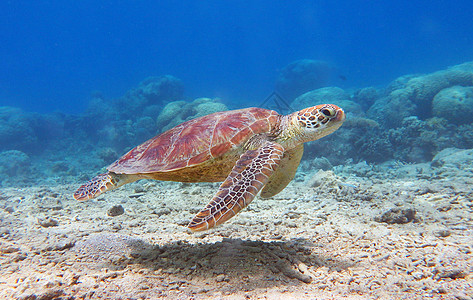 海底游记海底海洋生物图示世界旅行游记旅游行社背景