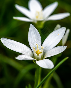 春季白高山花图片