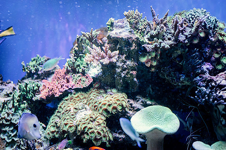 海洋海植物和藻类海底图象生活游泳盐水热带野生动物环境海洋动物水族馆潜水图片