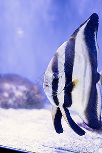 海洋鱼类水下图象生活动物旅行水族馆野生动物环境荒野蓝色盐水潜水图片