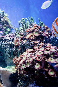 海洋海植物和藻类海底图象环境潜水野生动物海洋荒野蓝色水族馆珊瑚生活盐水图片
