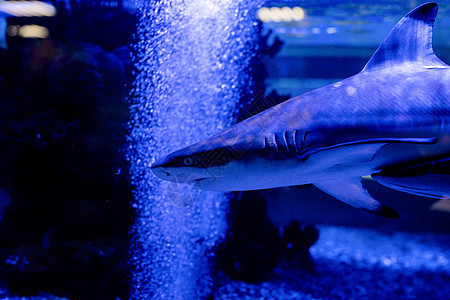 在海洋馆水族馆游泳的小鲨鱼的海底图象荒野海洋潜水旅行盐水蓝色环境野生动物生活珊瑚图片