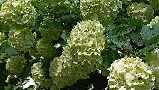 美丽的白色球 燃烧的Viburnum呜咽玫瑰花 在深绿色背景植物水果花园灌木荚蒾生长药品园艺花瓣花头图片