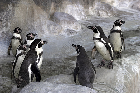 加拉帕戈斯企鹅群 动物园的附录图片
