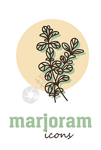 甜马郁兰矢量图标 蔬菜绿假香料花园美食草本树叶植物烹饪食物芳香插图图片