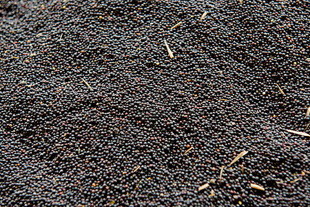 油菜收获 双低油菜籽背景 选择性焦点生物圆形收成营养团体种子黑色油籽背景图片