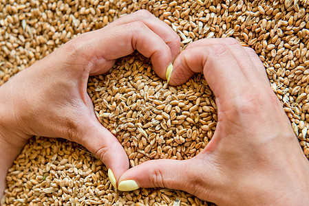 女人的手在小麦种子背景上的心脏形状上女手农业粮食收成团体一颗心谷物手臂素食主义者女士图片