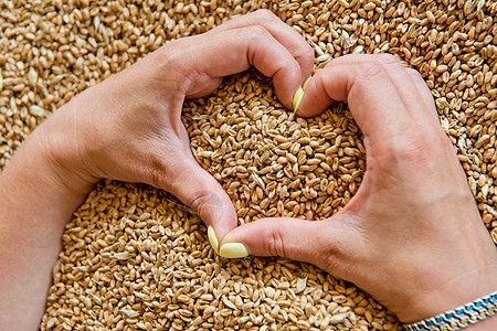女人的手在小麦种子背景上的心脏形状上女手谷物手臂收成团体农业食物一颗心粮食心形图片