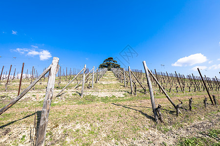 意大利皮埃蒙特地区的Barolo和Barbaresco农村 种植红酒葡萄的藤园 Unesco场地藤蔓栽培农业收成山坡爬坡葡萄园风图片