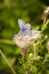 Polommatus 象牙蝴蝶 2图片