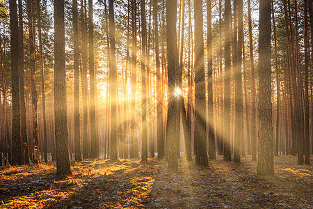 太阳光照亮了日出时的松树干 在秋天的松树林里太阳森林林地环境阴霾光束木头日落农村阳光图片