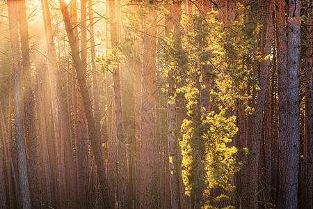 太阳光照亮了日出时的松树干 在秋天的松树林里薄雾阴影阳光森林木头太阳环境林地松树背光图片