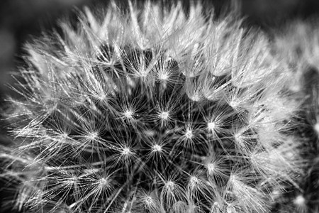 紧贴照片 宏观拍摄 详细细节 Dandelion花被孤立植物生长季节柔软度蓝色植物学天空飞行种子脆弱性图片