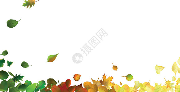 现实的秋天浅背景下的红叶和黄叶     矢量森林植物学卡片橙子花园插图艺术横幅植物植物群图片