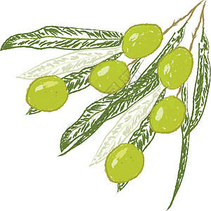 在白色背景上的橄榄树图片