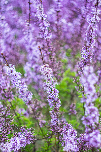 春时花园枝条植物学紫丁香美丽衬套植物叶子绿色季节性花瓣图片