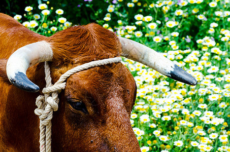 一只大牛头的特写 用绳子绑在水槽上 农场动物皮肤男性水牛工作喇叭哺乳动物牛角土壤绳索晴天图片