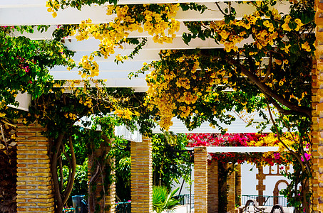 紧闭着一个美丽的arbor 上面布满爬树植物 花朵多彩 放轻松的地方花园凉亭园艺人行道叶子衬套乔木隧道途径场景图片