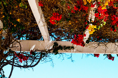 紧闭着一个美丽的arbor 上面布满爬树植物 花朵多彩 放轻松的地方格子园艺衬套花园公园建筑学后院乔木人行道玫瑰图片