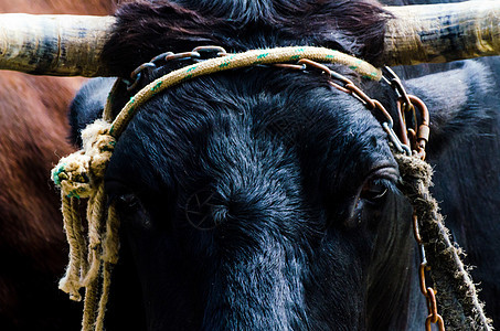 一只大牛头的特写 用绳子绑在水槽上 农场动物家畜头发皮肤传统文化农田运输热带育肥绳索图片