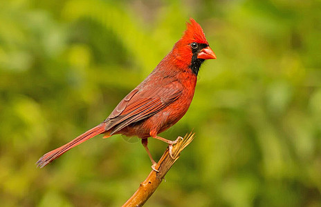 美丽的鸟鸟世界鸟类旅游游记旅行行社图片