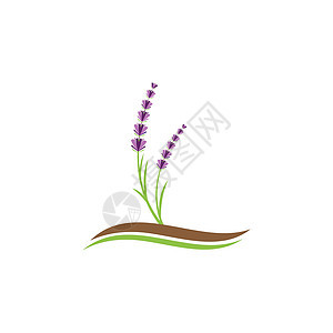 薰衣草 Logo 模板矢量符号花束白色花园草本草本植物植物芳香紫色疗法叶子背景图片
