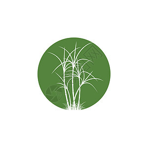 甘蔗 Logo 模板矢量符号植物果汁叶子插图热带贴纸收成食物标识横幅背景图片