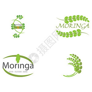 设置辣木叶徽标模板食物标识花园环境植物树叶蔬菜制药生态草本植物图片