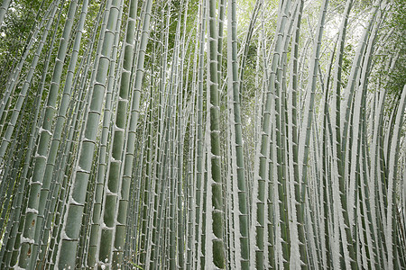 雪中竹木林植物绿色竹子花园地标冻结白色旅游图片