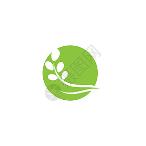 辣木叶标志模板 vecto标识花园树叶植物蔬菜制药绿色药店环境艺术图片