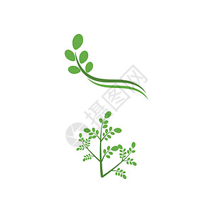 辣木叶标志模板 vecto草本植物树叶食物花园药店叶子生态环境植物标识图片