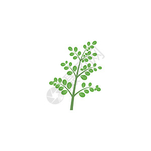 辣木叶标志模板 vecto树叶花园艺术环境叶子健康植物绿色标识药店图片