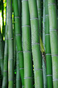 竹树生长木头热带森林丛林绿色树林花园植物叶子图片