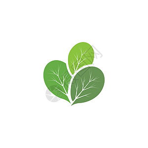 辣木叶标志模板 vecto树叶食物环境健康植物艺术花园蔬菜药店叶子图片