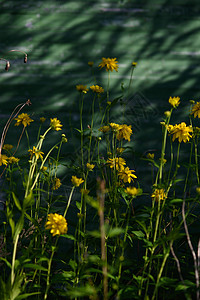 黄金球的植物植物学荒野花瓣黄花季节雏菊叶子园艺植物群晴天图片