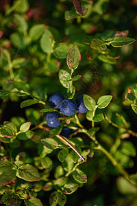 特写蓝莓水果季节覆盆子森林生食浆果蓝色枝条环境养分植物图片