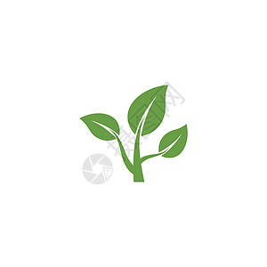 叶标志模板矢量符号叶子装饰品生物植物插图环境生长绿色生态背景图片