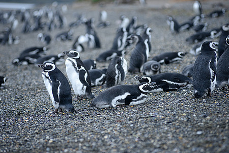 企企鹅殖民地黑色翅膀动物生活羽毛哺乳动物海洋野生动物海滩白色图片