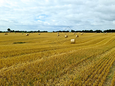 收获了农用小麦田的夏月观景 收割了稻草块稻草生长土地农业麦田农村金子粮食蓝色圆柱图片